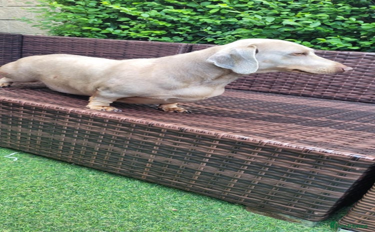 Dachshund dogs - Advert 7