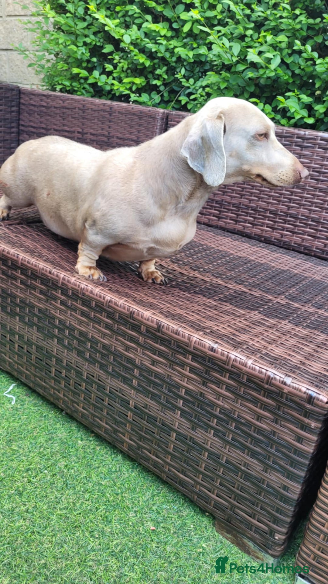 Dachshund dogs for sale: Lili  - Image 1