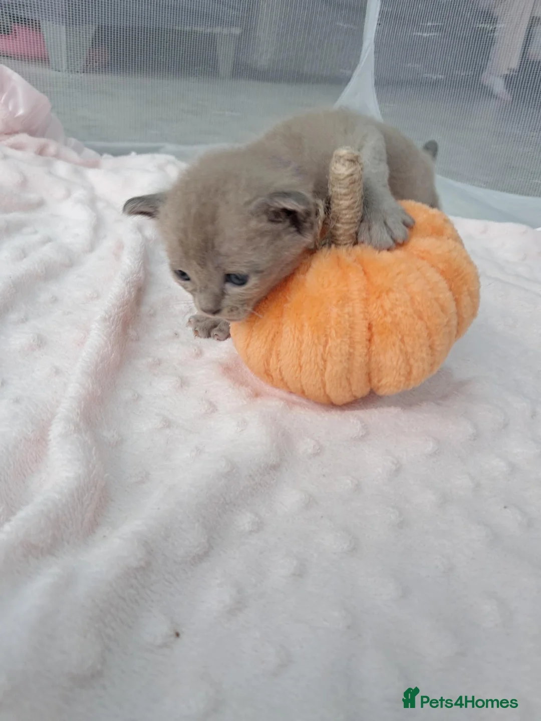 Burmese cats for sale: Pedigree Burmese Home Raised Kittens - Advert 2