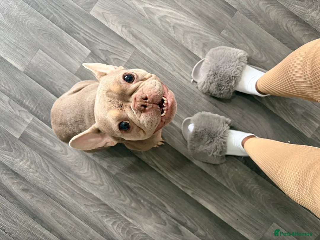 French Bulldog dogs for sale: Female Frenchie  - Advert 3
