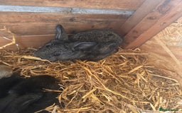 Continental Giant rabbits for sale: Pure Bred Continental Giant Rabbits  - Image 14