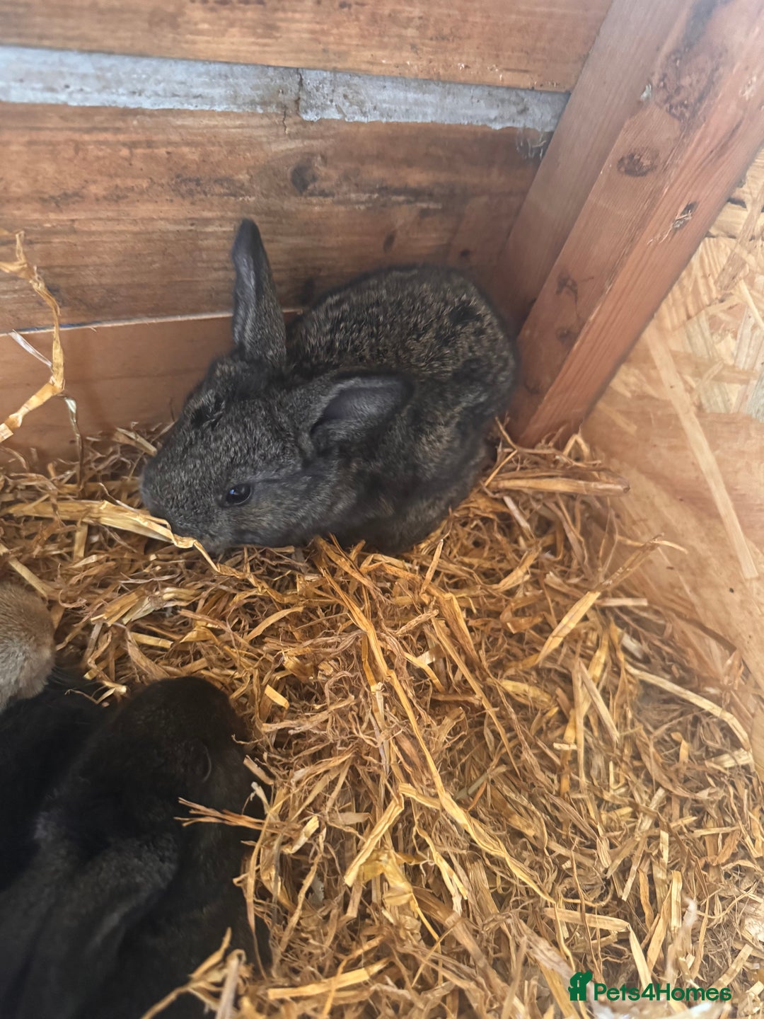 Continental Giant rabbits for sale: Pure Bred Continental Giant Rabbits  - Image 14