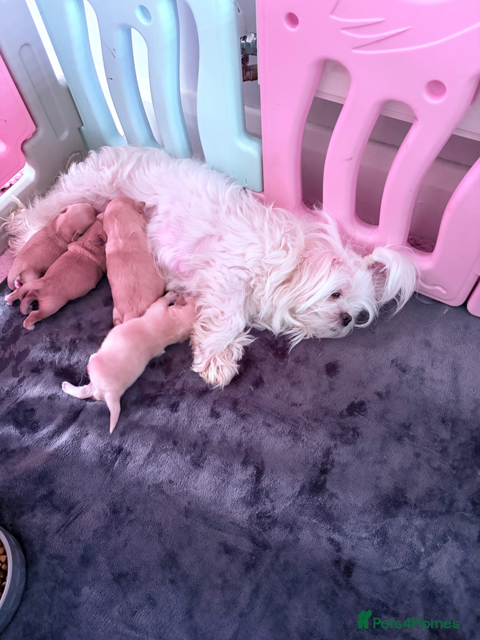 Maltipoo dogs F1 Korean multipoo babies, health tested  - Advert 3