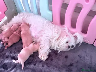 Maltipoo dogs F1 Korean multipoo babies, health tested - Advert 3