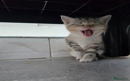 British Shorthair cats for sale: Adorable British Shorthair Kittens–Ready for Home! - Image 2