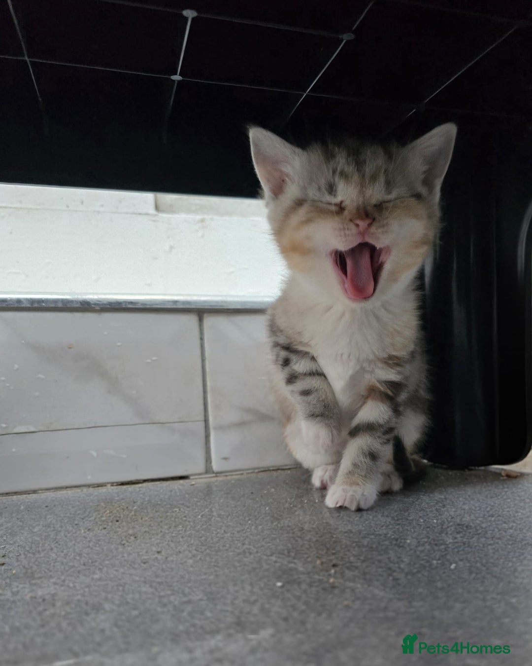 British Shorthair cats for sale: Adorable British Shorthair Kittens–Ready for Home! - Image 2