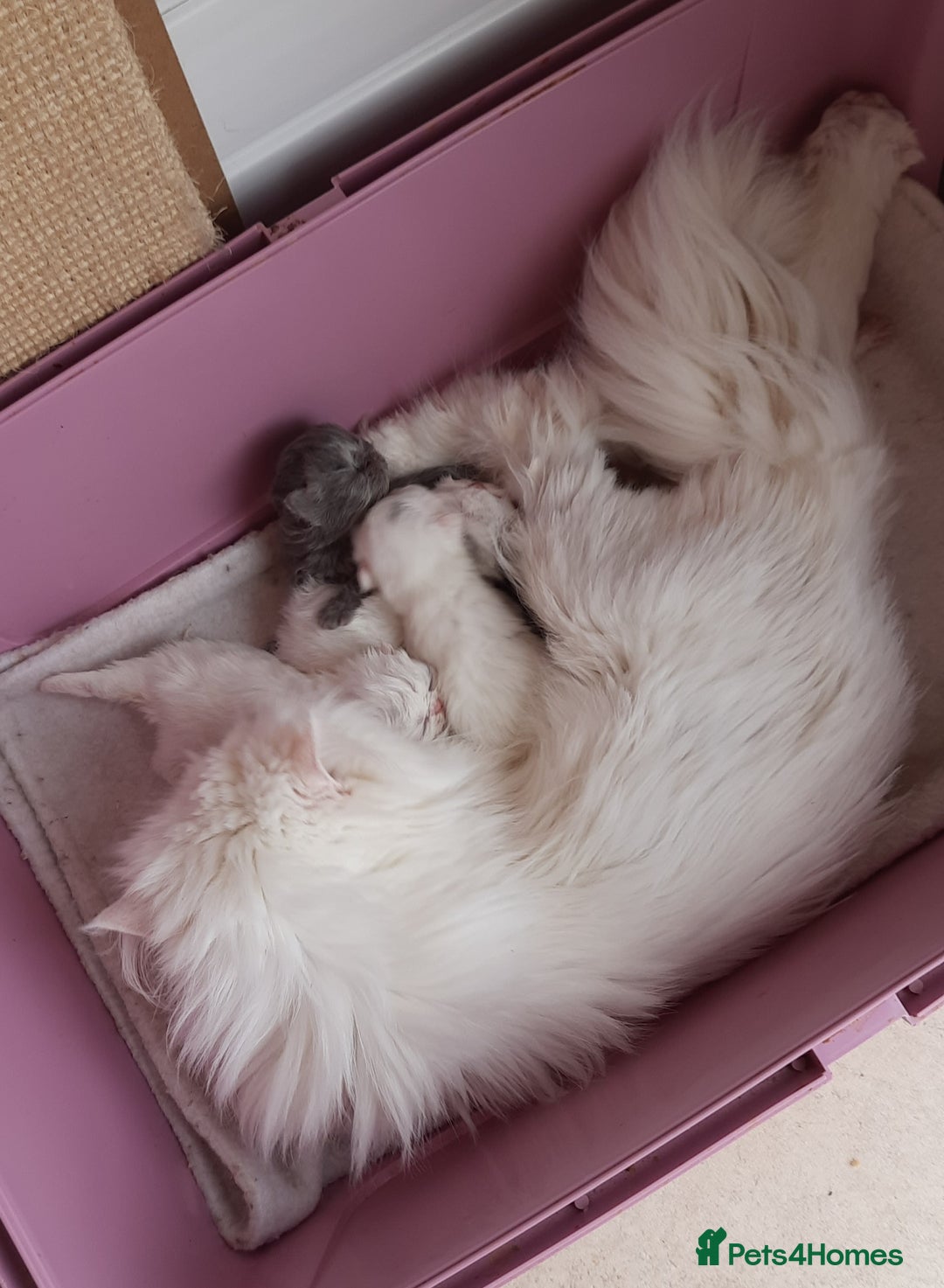 Persian cats for sale: GCCF REGISTERED PERSIAN KITTENS  - Image 6