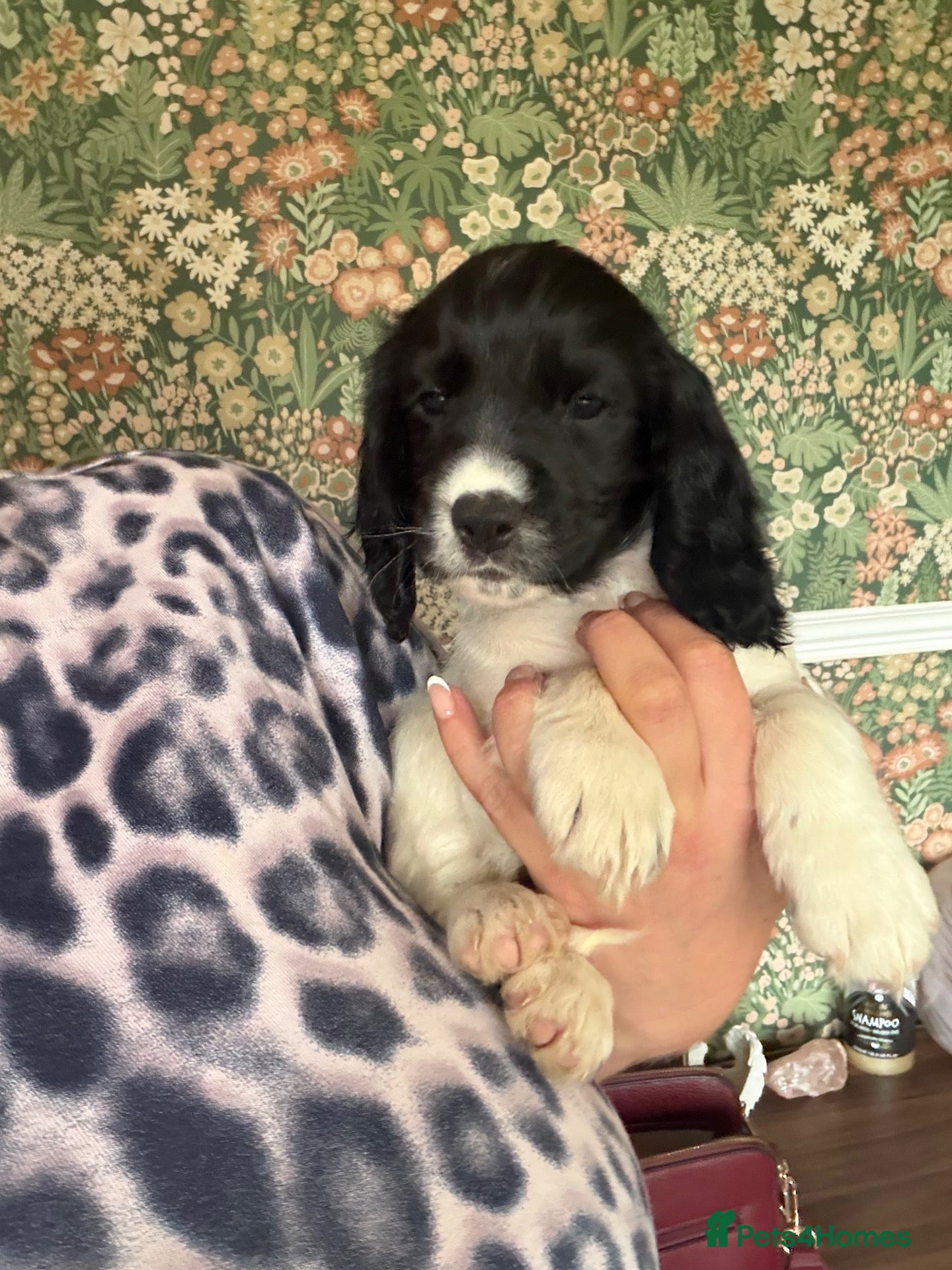 Cocker Spaniel dogs ✨🐾 EXQUISITE WORKING COCKER SPANIEL PUPPIES 🐾✨ - Advert 2