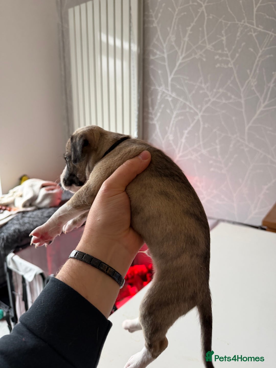 Mixed Breed dogs for sale: Bedlington x Whippet - Advert 23