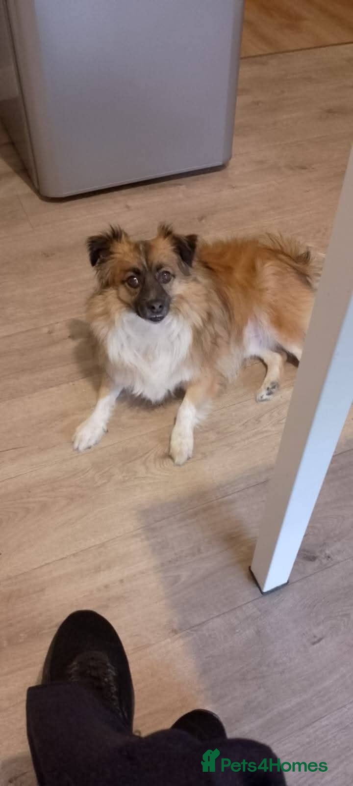 Mixed Breed dogs Meet Woody, currently residing in Glasglow - Advert 1