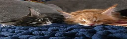 Maine Coon cats for sale: Five Beautiful Maine Coon Kittens - Advert 12