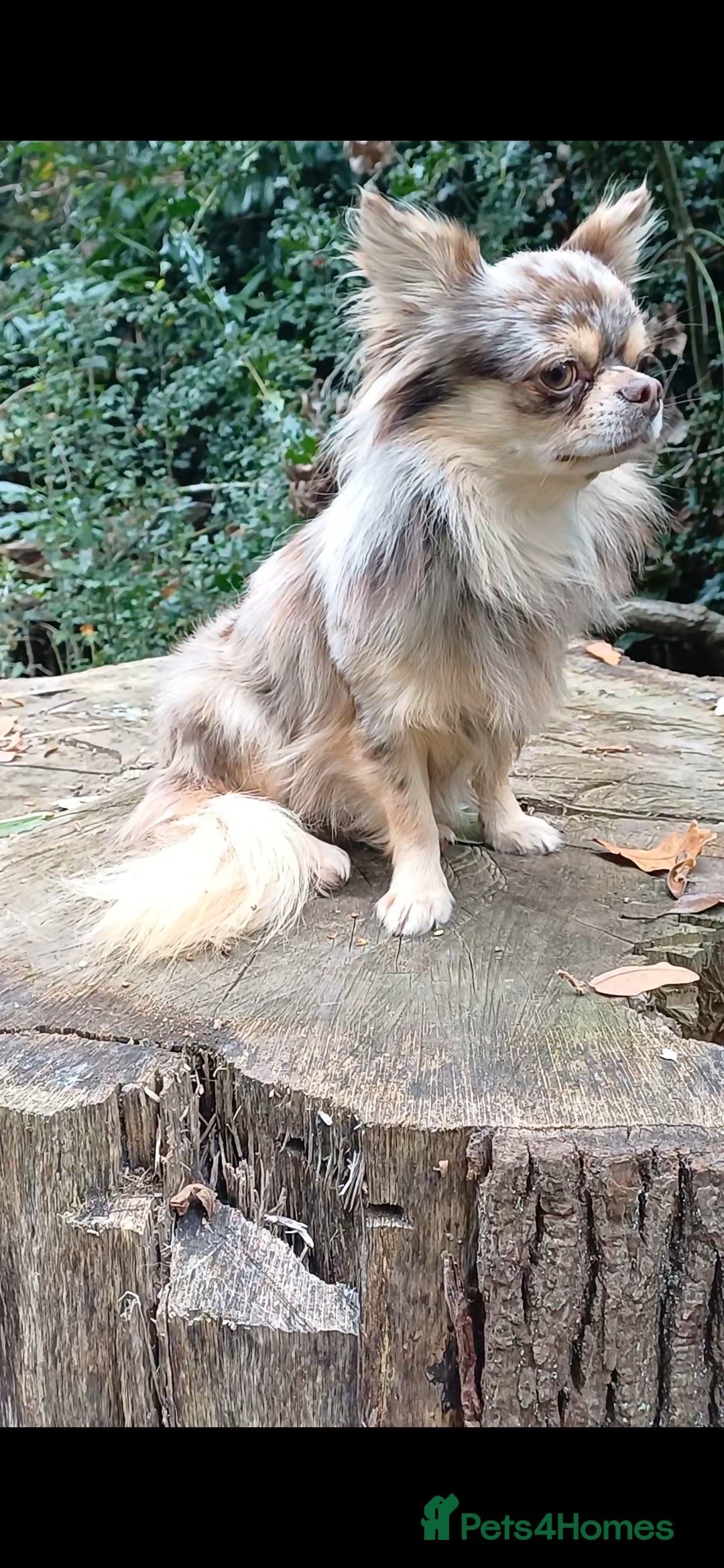 Chihuahua dogs for stud: MARLEY has arrived for stud🏆 k.c merle boy - Image 12