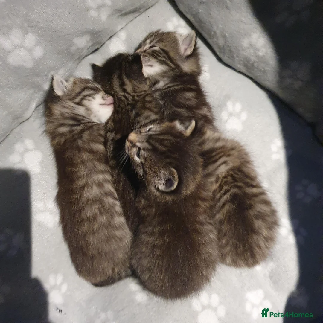 Mixed Breed cats for sale: Beautiful bengal mixed kittens - Advert 2