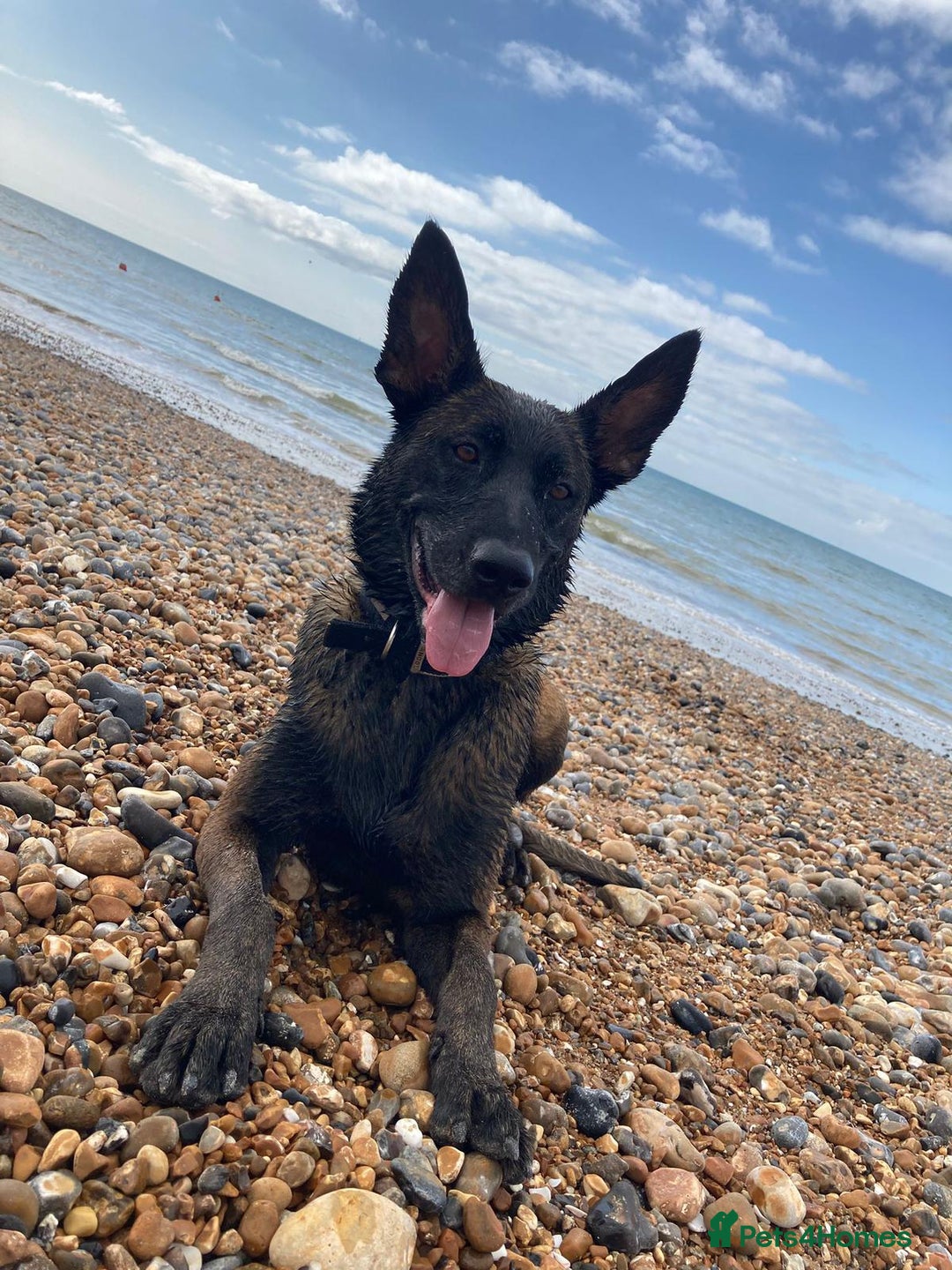 Belgian Shepherd Dog dogs for sale: Maggie 3-year-old Belgian Malinois. - Advert 2