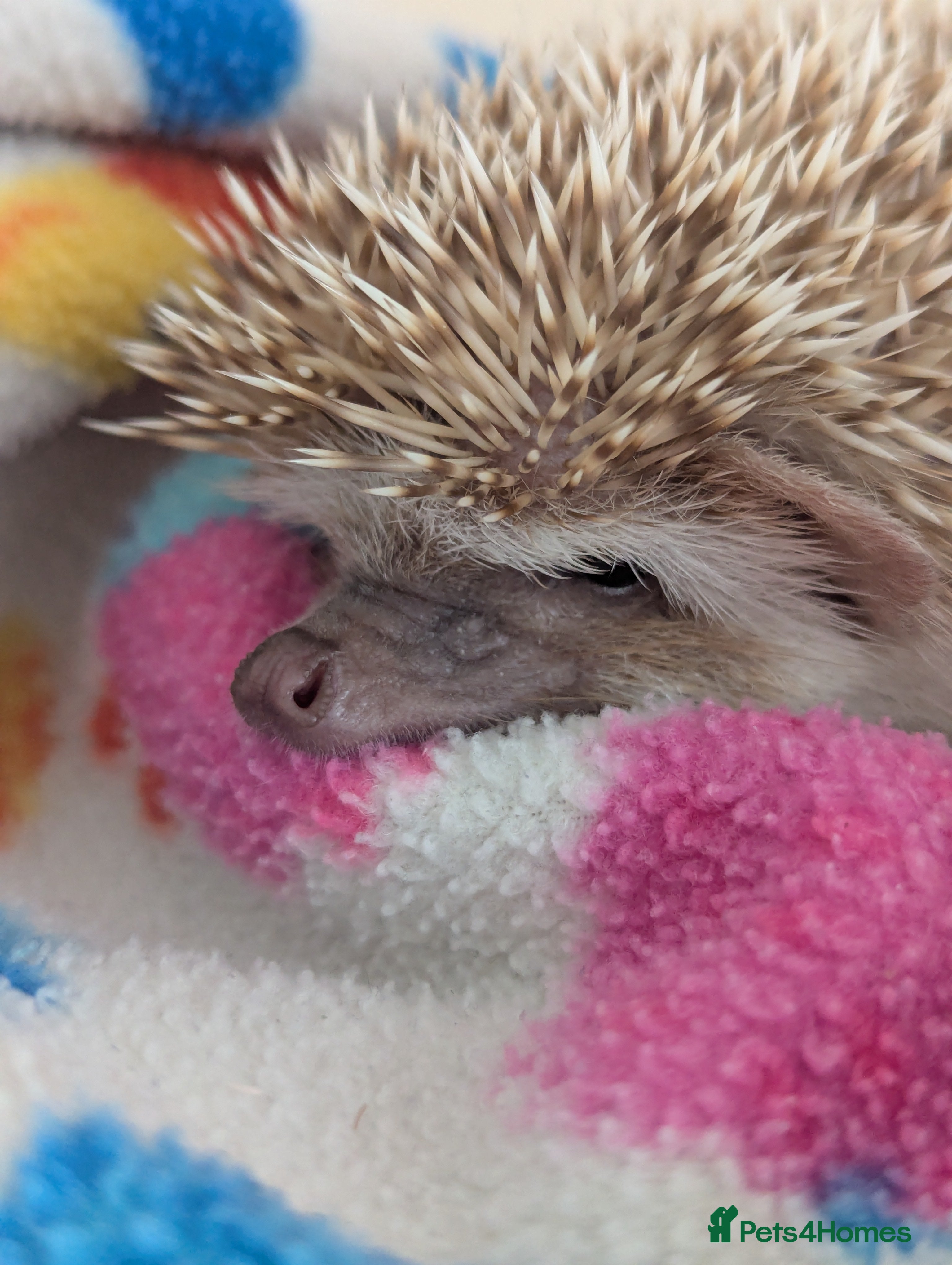 Pygmy Hedgehog rodents Milligan is looking for a 5* home - Advert 2