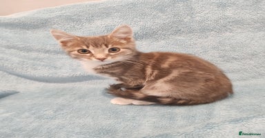 Mixed Breed cats - Advert 8