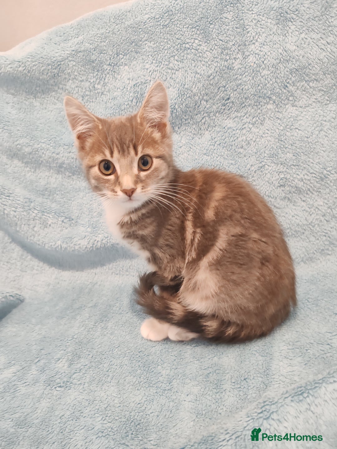 Mixed Breed cats for sale:  GREY BOY VIDEOS - Image 2