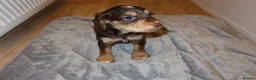 Cocker Spaniel dogs for sale: Cocker spaniel puppies tri - Advert 36