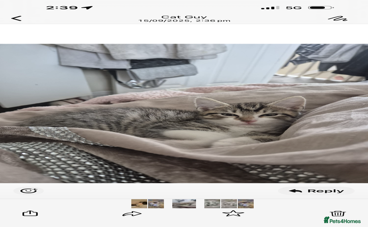 Domestic Shorthair cats - Advert 2