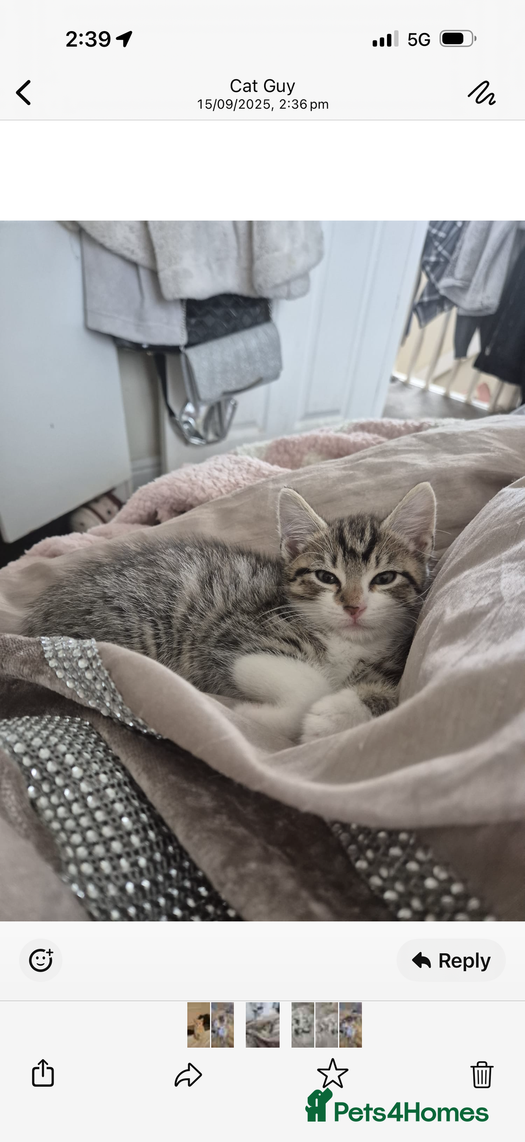 Domestic Shorthair cats for sale: Lovely Male Kitten tabby - Image 1