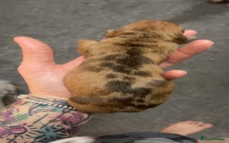 Dachshund dogs for sale: BEAUTIFULL DACHSHUND  - Advert 5