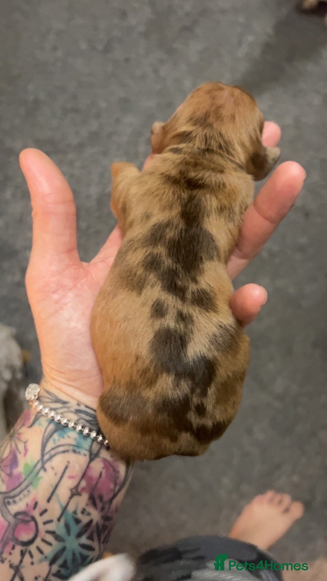 Dachshund dogs for sale: BEAUTIFULL DACHSHUND  - Advert 5