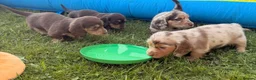 Miniature Dachshund dogs for stud: Dark Cream Longhaired Dachshund for Stud - Advert 5