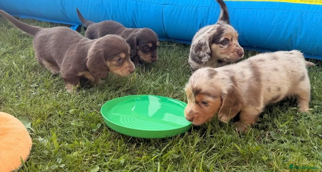Miniature Dachshund dogs for stud: Dark Cream Longhaired Dachshund for Stud - Advert 5