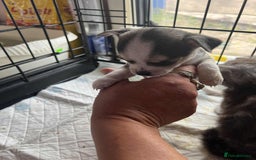 Chihuahua dogs for sale: short haired chihuahua  - Image 4
