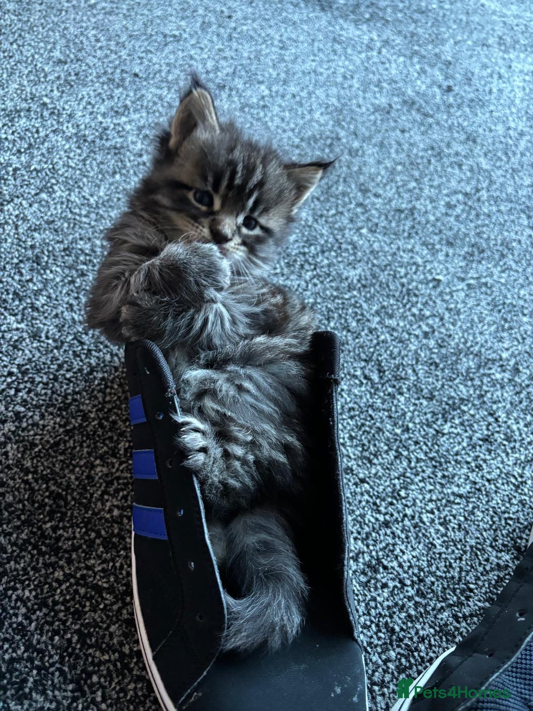 Maine Coon cats for sale: Mainecoon female 'lily' looking for family home 🏡 - Advert 8