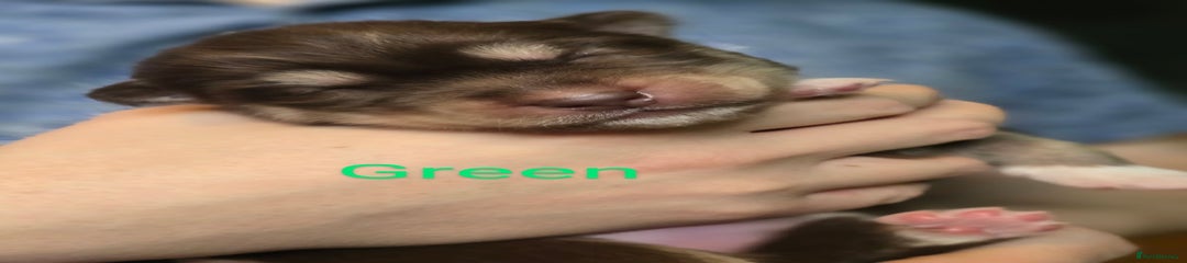 Siberian Husky Puppy 3