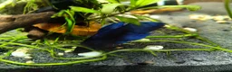Bettas fish for sale: Bettas / Fighters mix beautiful blues & tempered  in Yelverton - Advert 4