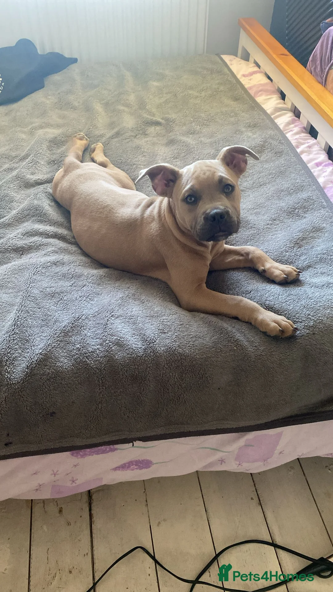 Mixed Breed dogs for sale: Rehoming pocket bully x frenchy - Advert 6