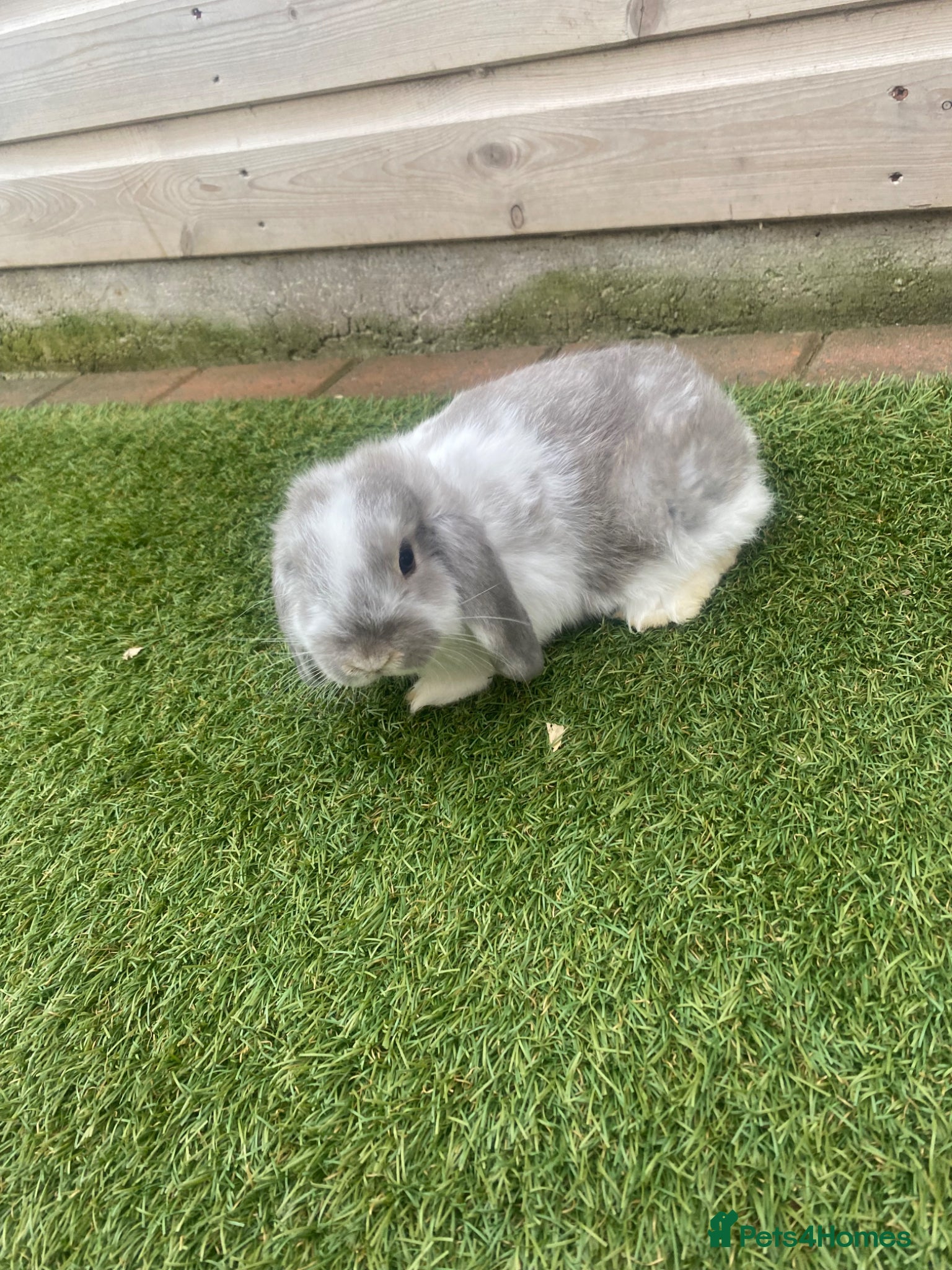 Netherland Dwarf rabbits Pure French lop babys - Advert 4