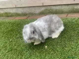 Netherland Dwarf rabbits Pure French lop babys - Advert 4