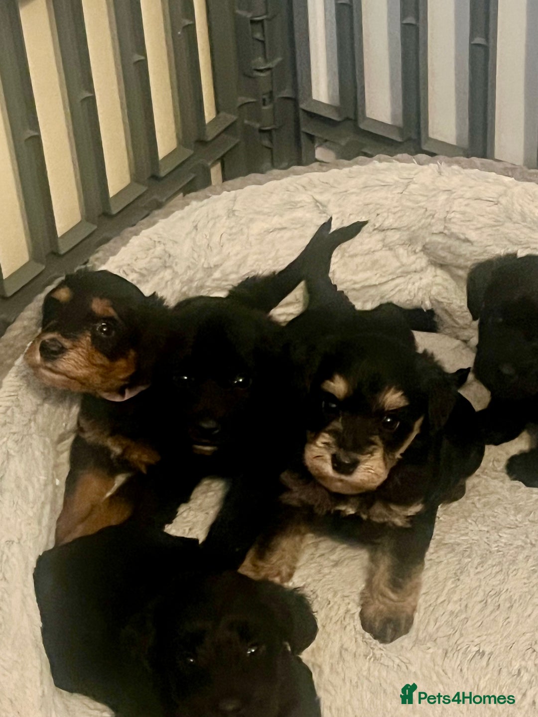 Miniature Schnauzer dogs for sale: 🐾🤎🐶Cavaschnauzer-Pups🐶🤎🐾 - Image 4