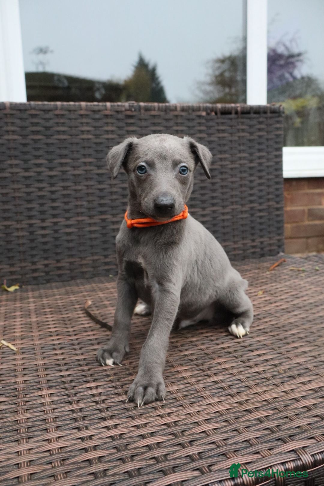 Whippet dogs for sale: KC registered Whippet pups - Advert 12