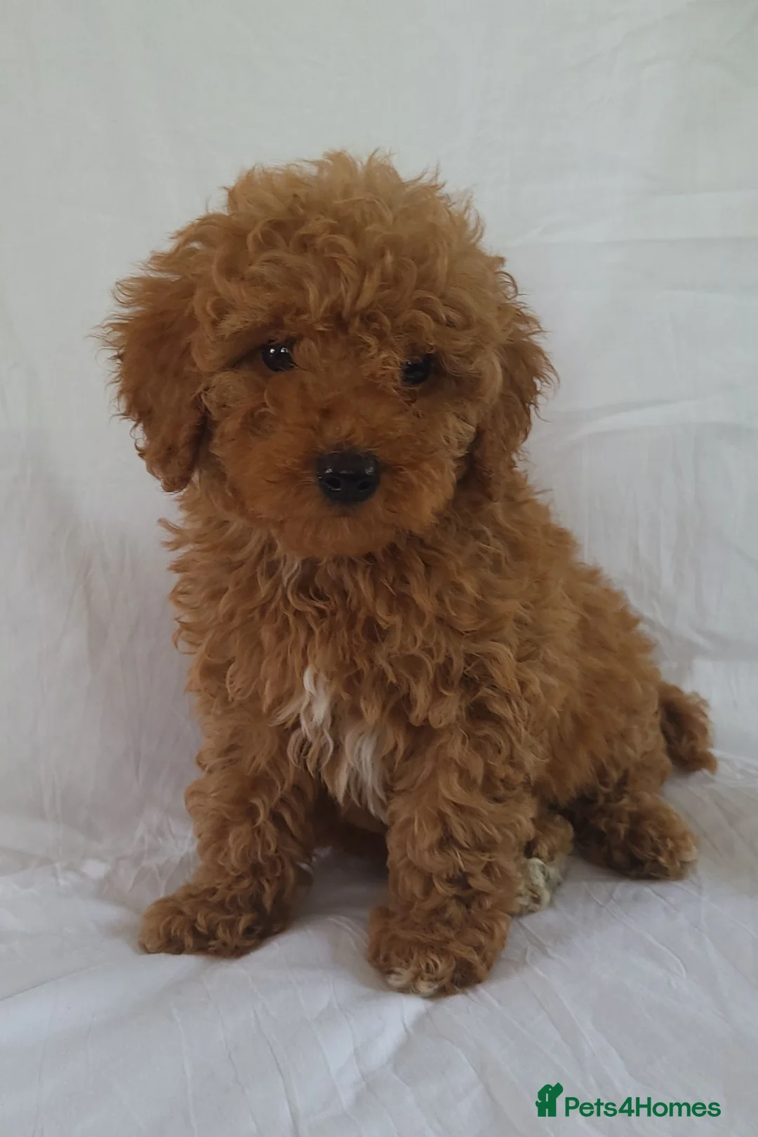 Maltipoo dogs for sale: Maltipoo puppies 5 🌟 licence breeder  - Advert 8