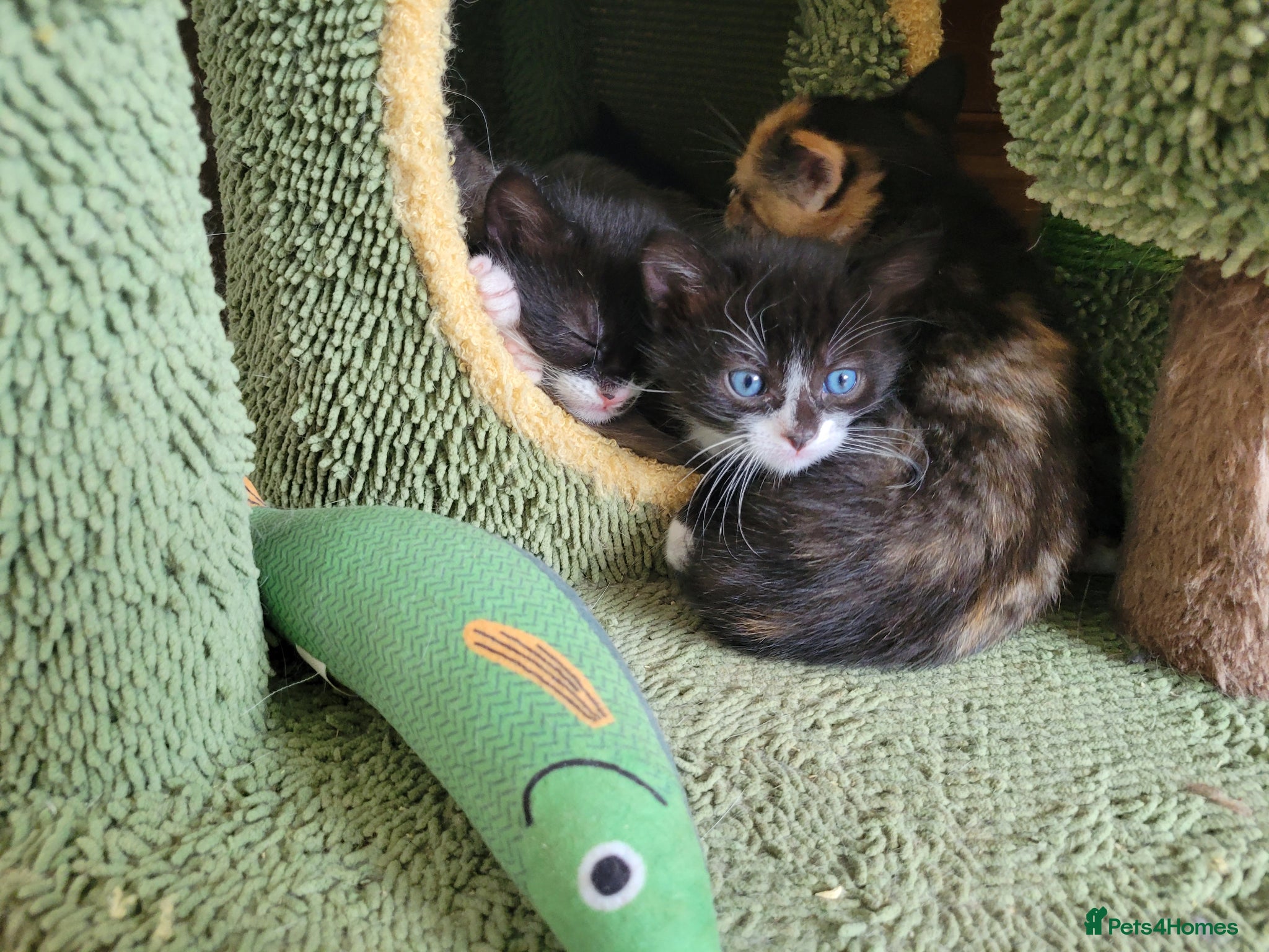 Mixed Breed cats 5 beautiful kittens - Advert 2