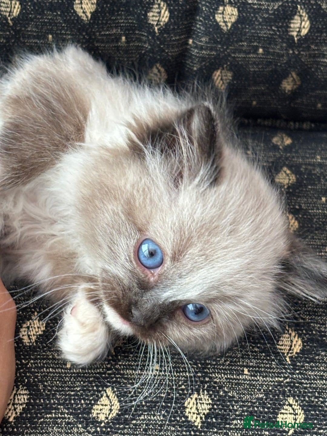 Ragdoll cats for sale: 🌟TICA🌟Champion Ragdoll🏆🏆🏆 - Advert 10