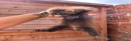 Ferret rodents for sale: 3 pedigree angora jills READY TO LEAVE - Advert 5