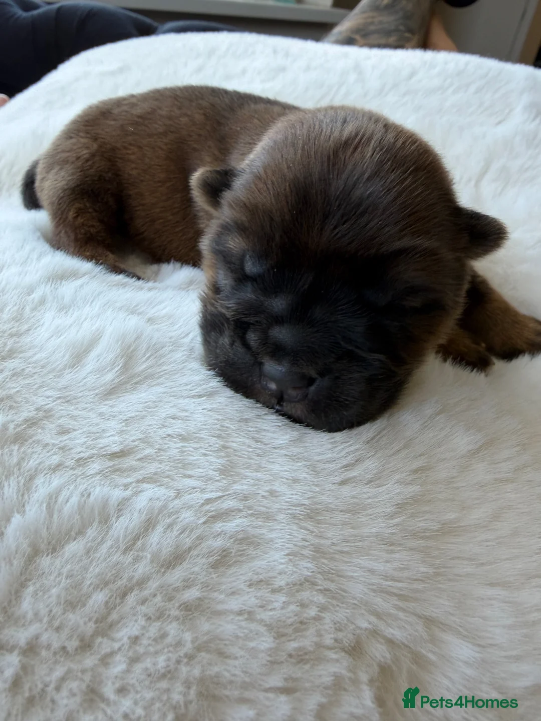 Chow Chow dogs for sale: Chow chow puppy  - Advert 2