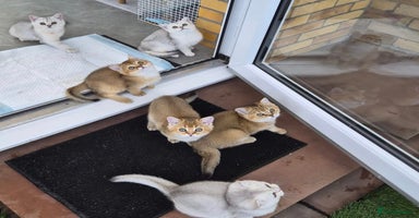 British Shorthair cats British shorthaired GCCF kittens - Advert 13