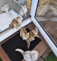 British Shorthair cats British shorthaired GCCF kittens - Advert 4