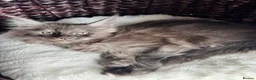 Maine Coon cats for sale: Black Smoke XL Maine Coon Female TICA Registered - Advert 13