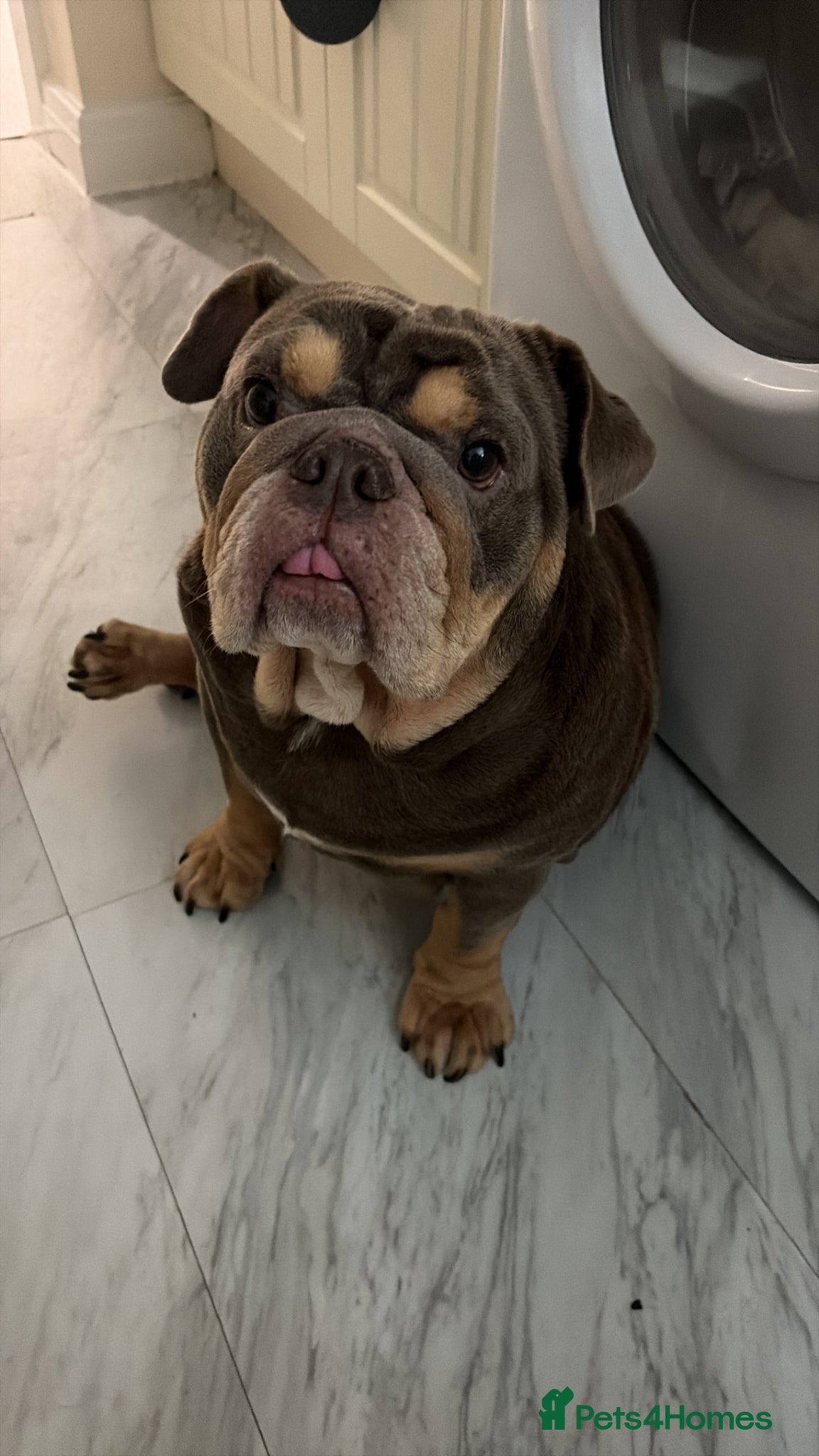 English Bulldog dogs Female Bulldog 3 years 9 months - Advert 1