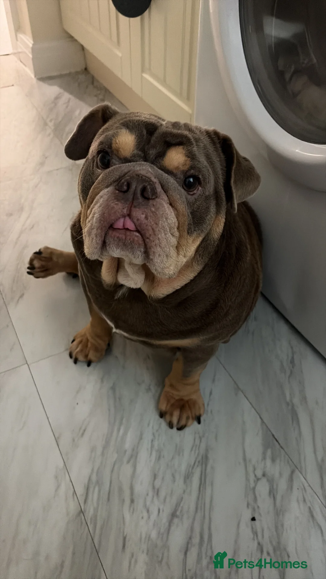 English Bulldog dogs for sale: Female Bulldog 3 years 9 months in Widnes - Advert 1