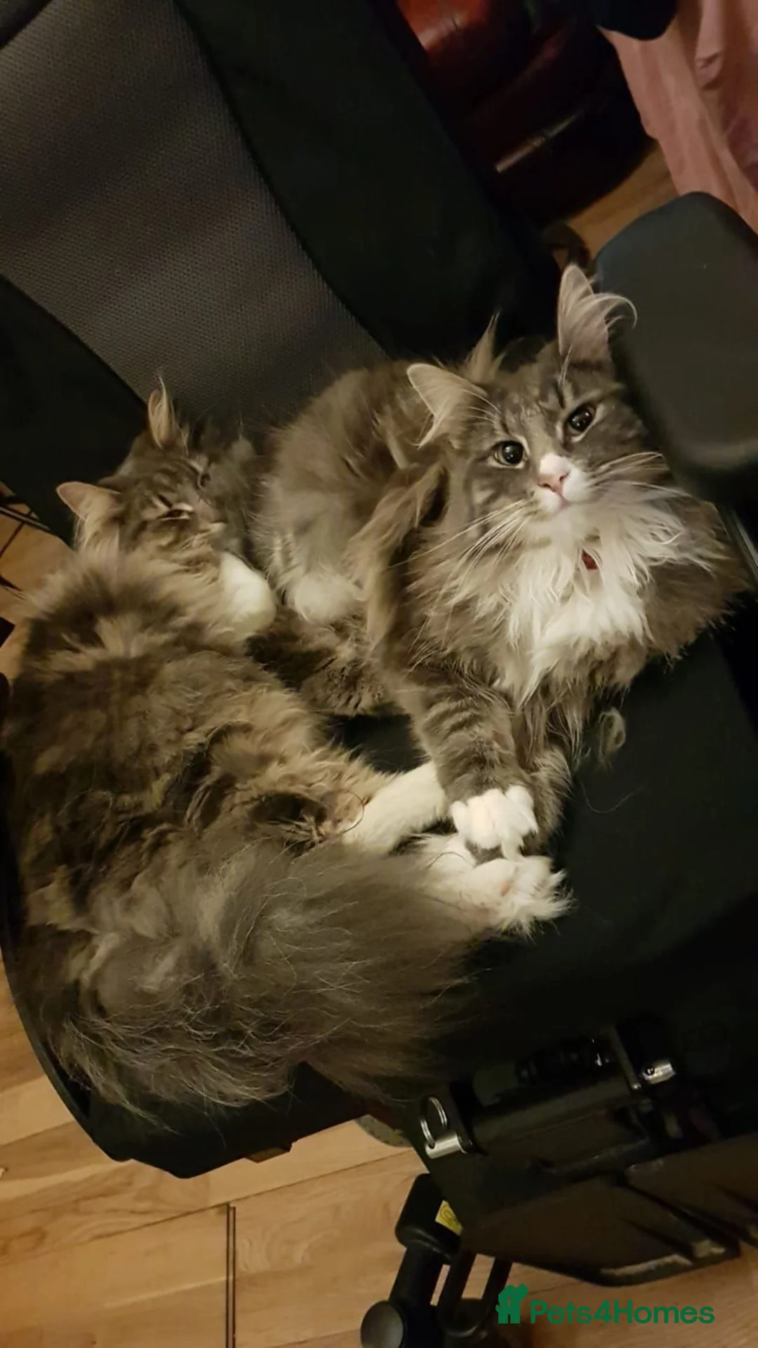 Norwegian Forest Cat cats for sale: 2 Gorgeous Blue Norwegian  - Advert 2