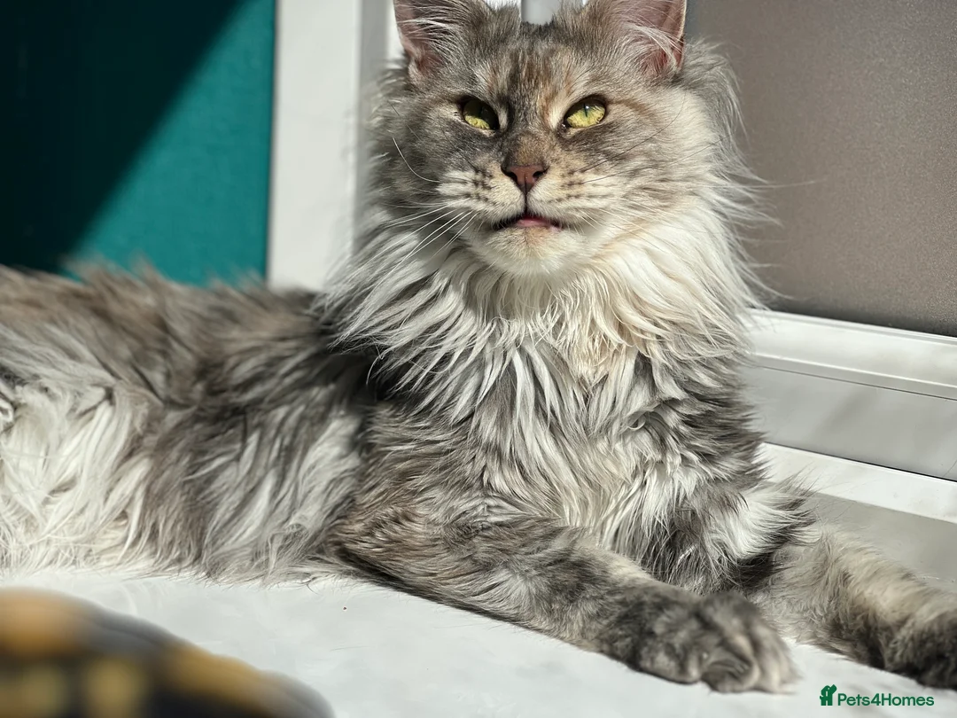 Maine Coon cats for sale: Tortie maine coon female TICA registered available - Advert 3