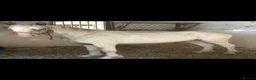 Appaloosa horses for sale: BENJI - Advert 11